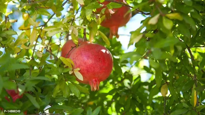 Pomegranate Seeds::Pomegranate Fruit Seeds::Pomegranate tree seeds-thumb0