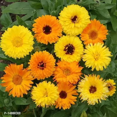 Calendula Mix