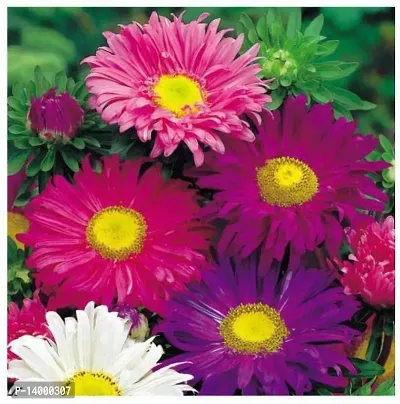 ASTER FLOWER