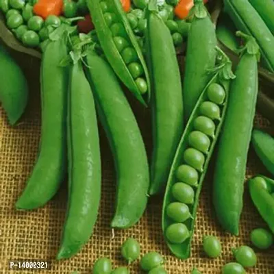 Peas (Matar) 20