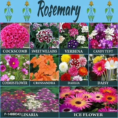 Flower Seeds 10 Variety For Terrance Garden Hybrid Seeds