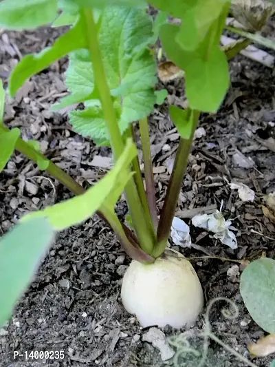 RADISH SEEDS::RADISH PLANT SEEDS-thumb3