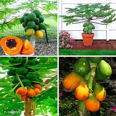 Papaya seeds for gardening