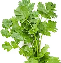 Hybrid Coriander Dhania Vegetable-thumb1