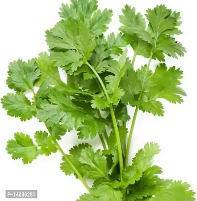 Hybrid Coriander Dhania Vegetable-thumb2