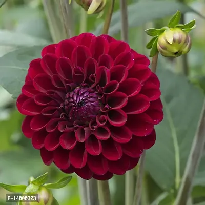 Daheliya Flower