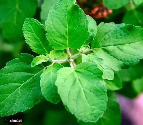 holy basil tulsi premium seeds-thumb0