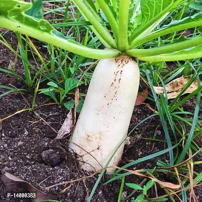 Radish-thumb0