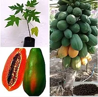 Red lady papaya Seeds-thumb2