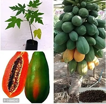 Red lady papaya Seeds-thumb3