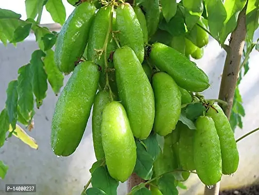 Cucumber Seeds::Cucumber Plant Seeds::Cucumber Seeds for Planting-thumb2