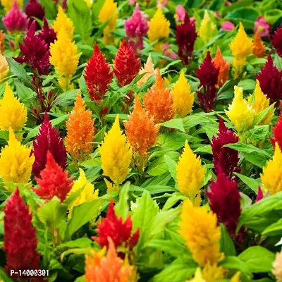 Celosia Mix