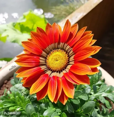 Hybrid Gazania Mix