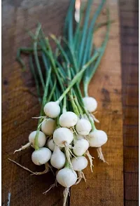 White Onion-thumb1