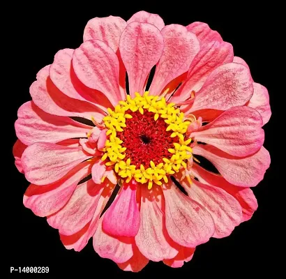 ZINNIA FLOWER-thumb0