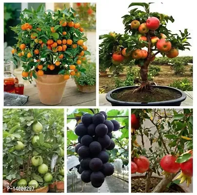 bonsai fruit seeds mega combo