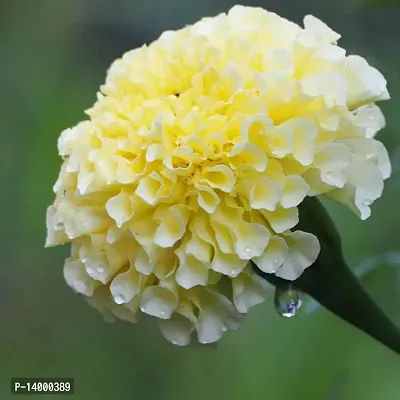 French White Marigold Flower Seeds