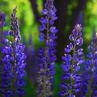 Lupine Flower Seeds-thumb1