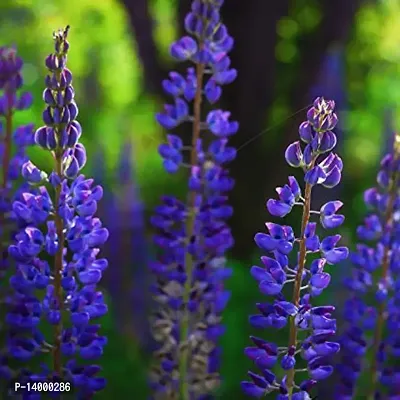 Lupine Flower Seeds-thumb2