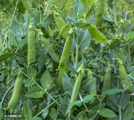 Peas Seeds-thumb3