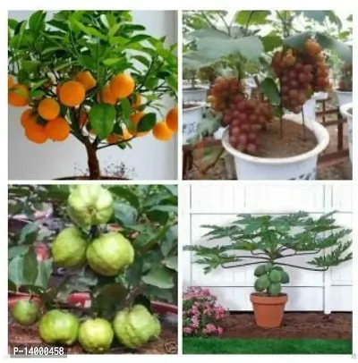 bonsai fruit seeds mega combo-thumb0
