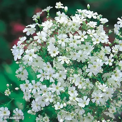 Gypsophila