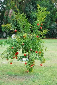 Pomegranate Seeds::Pomegranate Fruit Seeds::Pomegranate tree seeds-thumb1