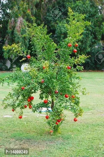 Pomegranate Seeds::Pomegranate Fruit Seeds::Pomegranate tree seeds-thumb2