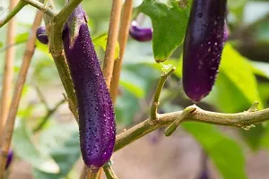 Round Brinjal Seed, Bengan-thumb2