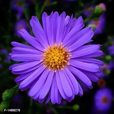 blue aster flower seeds-thumb0