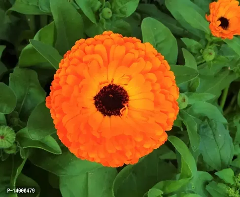 Marigold Flower Seed Seed 50 per packet