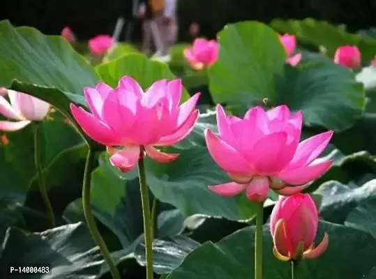 Bowl Lotus Mix 20 Seeds Seed 20 per packet-thumb0