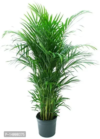 Areca Palm Plant-thumb0