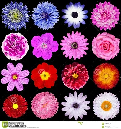 flowers combo 10 type of seeds