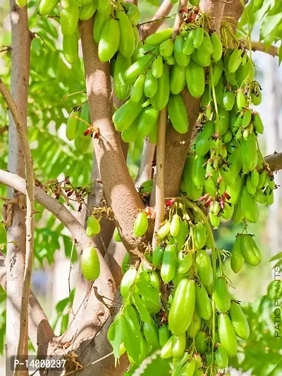 Cucumber Seeds::Cucumber Plant Seeds::Cucumber Seeds for Planting