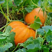 Pumpkin Seeds - Sitaphal-thumb2