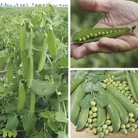 Peas Seeds-thumb1