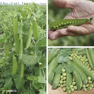 Peas Seeds-thumb2