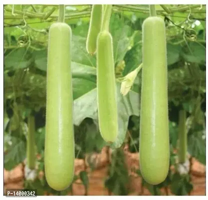 Bottle Gourd Long-thumb0