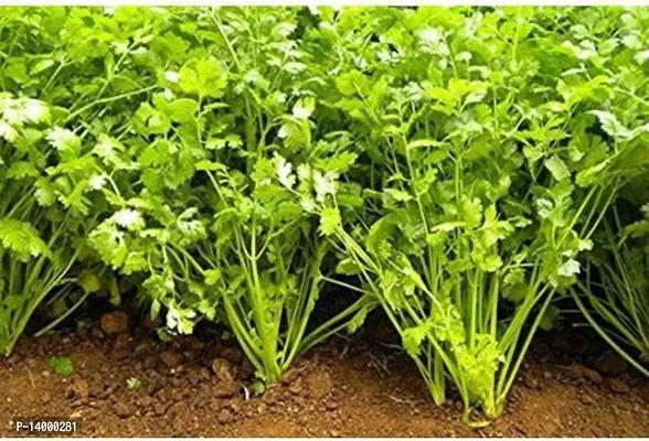 Hybrid Coriander Dhania Vegetable-thumb0