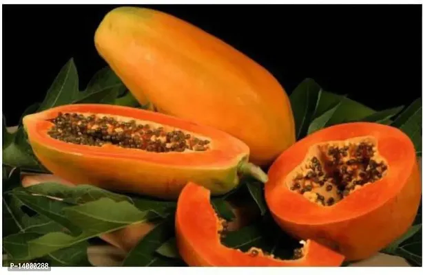 PAPAYA HYBRID