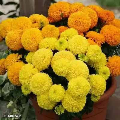 Marigold Flower Mix Seed 50 per packet-thumb0