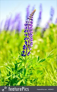 Lupine Flower Seeds-thumb2