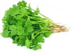 Hybrid Coriander Dhania Vegetable-thumb2