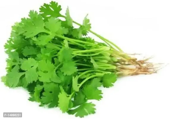 Hybrid Coriander Dhania Vegetable-thumb3