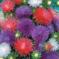 Aster Flower Seeds::Aster plant Seeds::aster Flower seeds for all season-thumb1