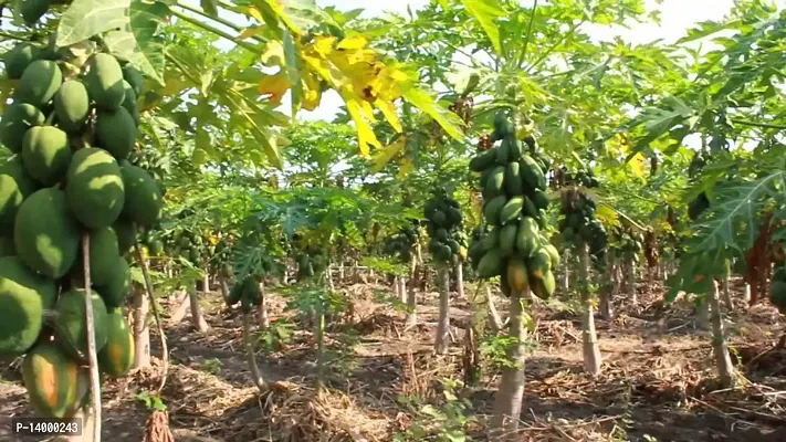 Red lady papaya Seeds-thumb2