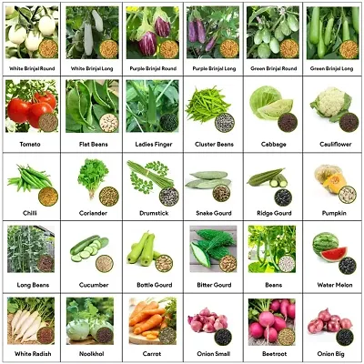 Buy Rosemary 30 Varieties of Vegetable Seeds Combo Pack - Lowest price ...