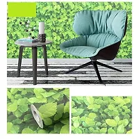 Jaamso Royals Green Leaves Peel and Stick Self Adhesive Wallpaper ,Wall Sticker (1000 cm *45 cm)-thumb2