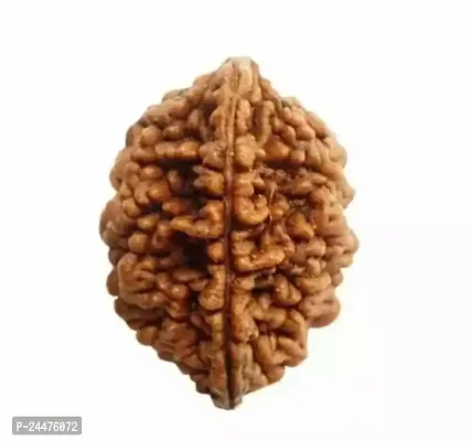 Sarvguni 2 Mukhi Certified Nepali Rudraksha Seeds-thumb0